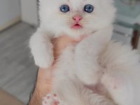 British longhair kedisi