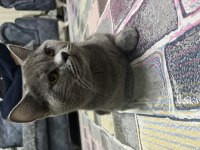 British shorthair çiftleştirme ilanıdır