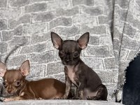 KG GARANTİLİ TEACUP CHİHUAHUA BEBEKLER