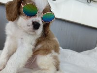 Ev ortamından safkan cavalier king charles yavrular