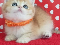 Ankarada ziyarete açık ny12 golden british shorthair