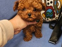 Ruhsatli Köpek Çiftliğinden Toypoodle Yavrularımız 