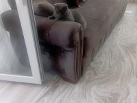 British shorthair kedimi satıyorum