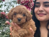 ÇOK ŞİRİN MALTİPOO YAVRULARIMIZ