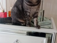 KEDİMİZ KRALA YENİ YUVA ARIYORUM