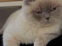 Kedi sahiplendirme