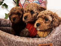 Kıvır Kıvır Orjinal Poodle Minişlerim