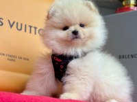 Safkan Pomeranian Boo Bebekler