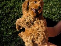 Dişi toy poodle