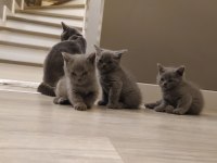 British shorthair dik kulak