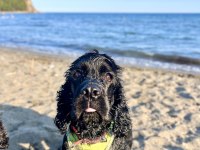 Köpeğimiz ömürlük aile arıyor