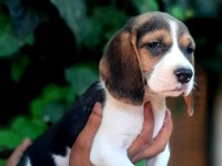 Beagle yavrularımız safkan bebişler