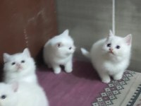 2 Aylık British Shorthair Yavrular