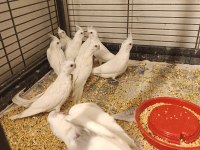 Albino kırmızı göz sultan papağanı