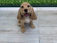 3 AYLIK YAVRU COCKER