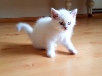 Safkan British Shorthair Anne Altından Yavrular