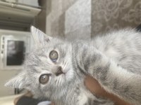 27 Şubat doğumlu british shorthair yavrular