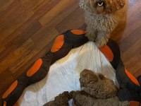 Toy Poodle Yavrular