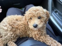 3 Aylık Toy Poodle Yavrumuza Yuva Arıyoruz