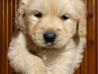 Irk garantili golden retriever yavrularımız
