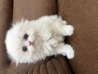 Bembeyaz mavi gözlü scottish longhair erkek yavrularımız
