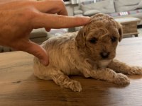 Çok Tatlı Orijinal Toy Poodle Yavruları