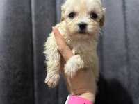 Maltipoo Yavrularımızı Canlı Görerek Alabilirsiniz