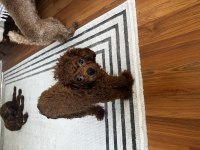 Toy poodle 9 aylık