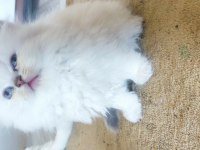 British longhair dişi bebekler