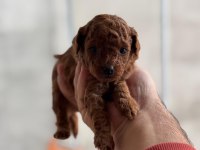 KORE POODLE YAVRULAR