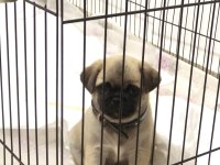 Dişi Pug Yavru Köpeğimiz