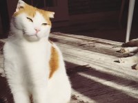 Scottish fold van mix beyaz turuncu