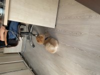 ERKEK POMERANİAN WC EĞİTİMLİ