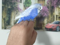 Acil Muhabbet Kuşumuz