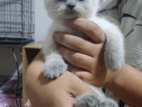 50 günlük scottish fold bebişler