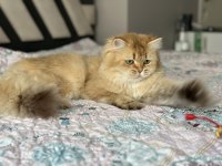 Dişi british longhair