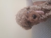 Toy poodle kore