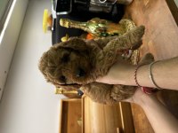 Harika Red Brown Toy Poodle