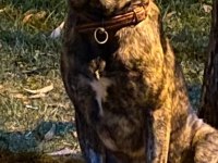 Akbaş kırması köpeğimiz
