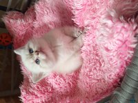 British Shorthair Oğlumuza Ve Kızımıza Yuva Arıyoruz