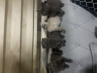 Hem güzel olsun hem uysal olsun diyenlere