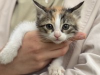 2 AYLIK DİŞİ YAVRU KEDİMİZ