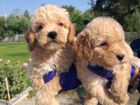 Apricot poodle bebişler