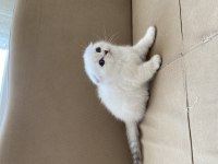 Maviş gözlü scottish fold yavrular