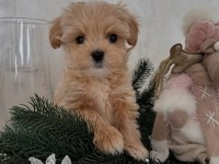 Maltipoo Mini Sevimli Bebekler 