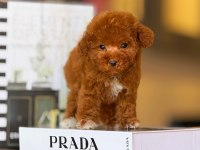 Tatlı Toy Poodle Bebeklerimiz