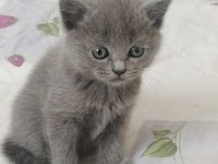 British shorthair scottish fold yavruları