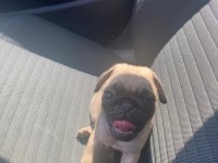 45 Günlük Sıfır Burun Gül Kuyruk Erkek Pug