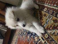 Köpeği son 1 tane kaldı