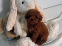 Oyuncu ve Safkan Toy Poodle Bebekler